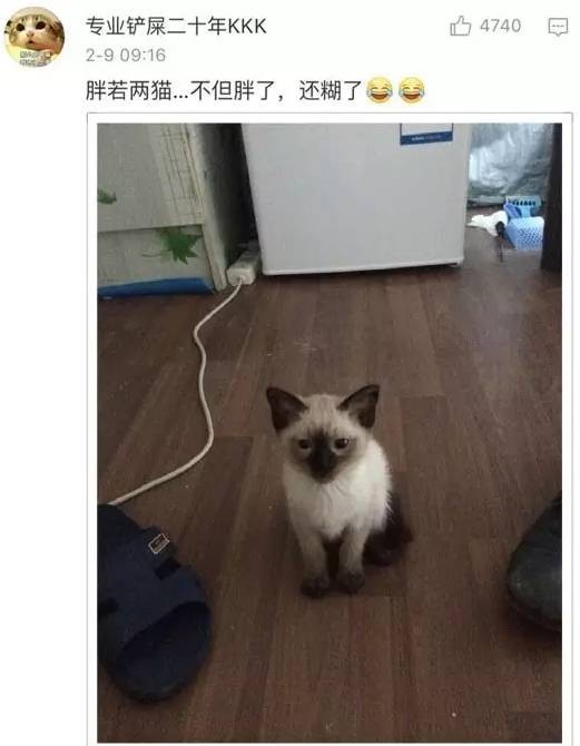 猫猫小时候VS长大后铲屎官们都开始怀疑人生了哈哈哈！