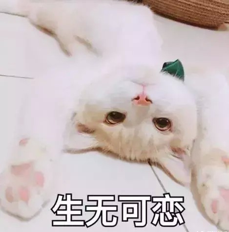 养猫之后，那些不可能发生的事情有……