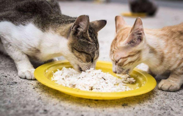 宠物猫挑食怎么办