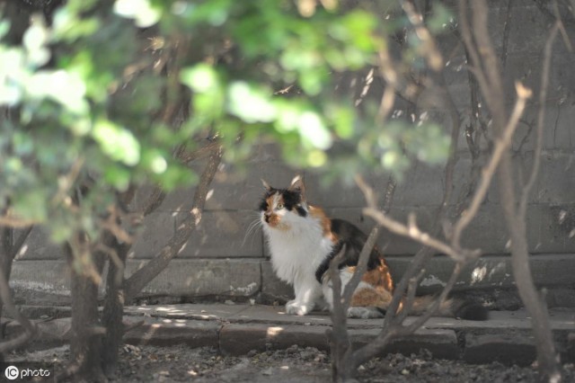 想收养一只流浪猫怎么办要怎么驯服流浪猫